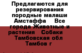 Предлагаются для резервирования породные малаши Амстаффа  - Все города Животные и растения » Собаки   . Тамбовская обл.,Тамбов г.